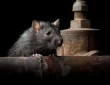rodent control